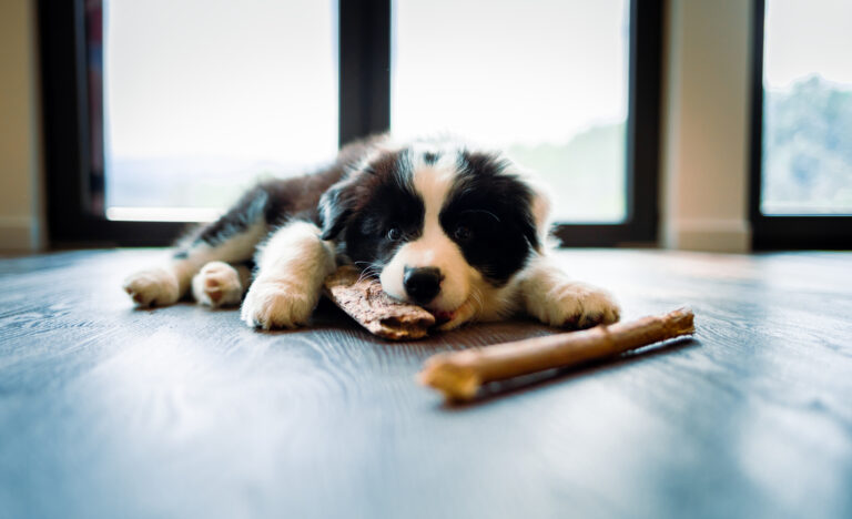 Bildnachweise Border Collie Welpen Erziehung zu Hause mit Spielzeug knabbernd