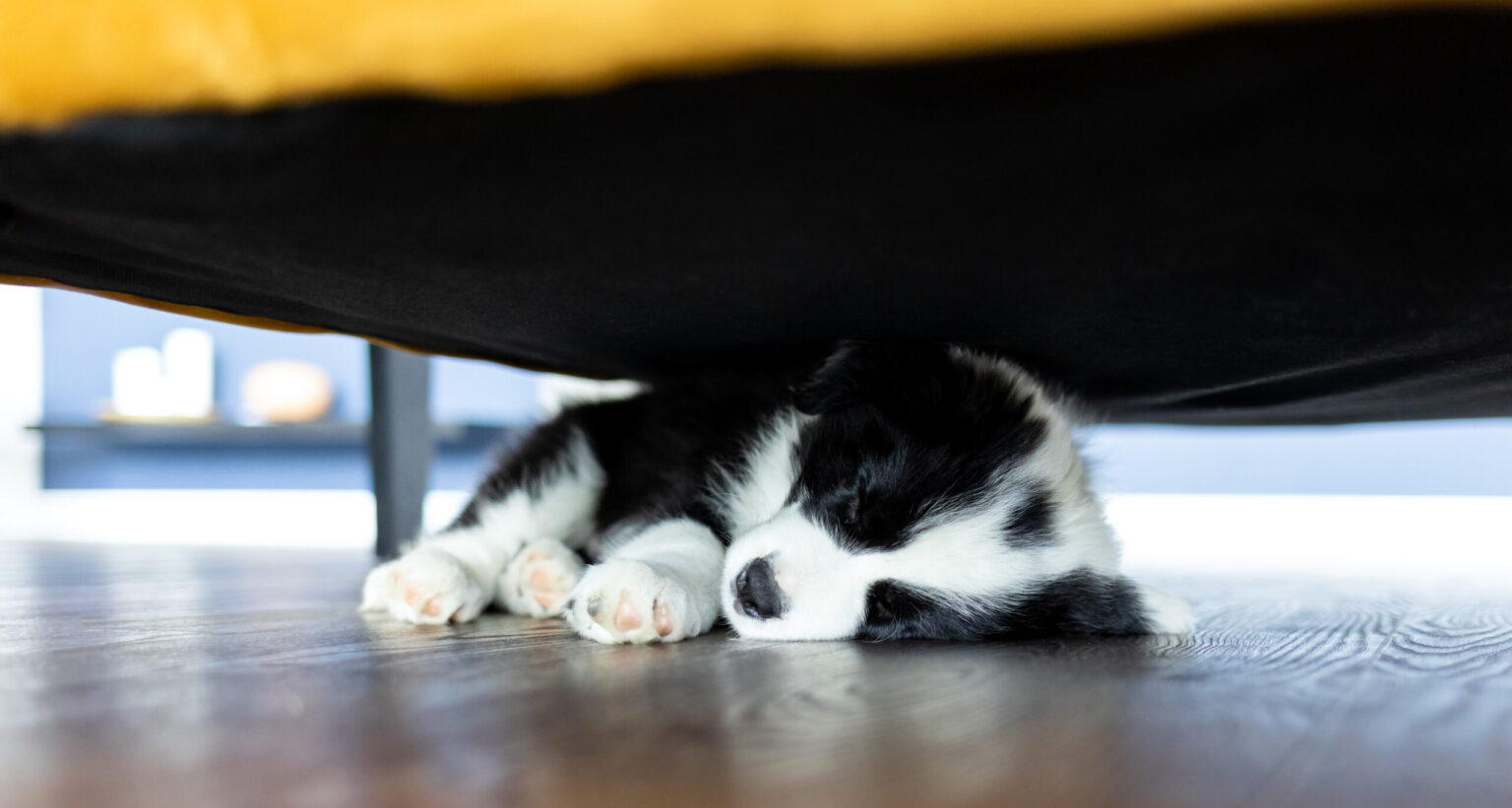 Border Collie Welpen Erziehung zu Hause Datenschutzerklärung Hundenamen finden